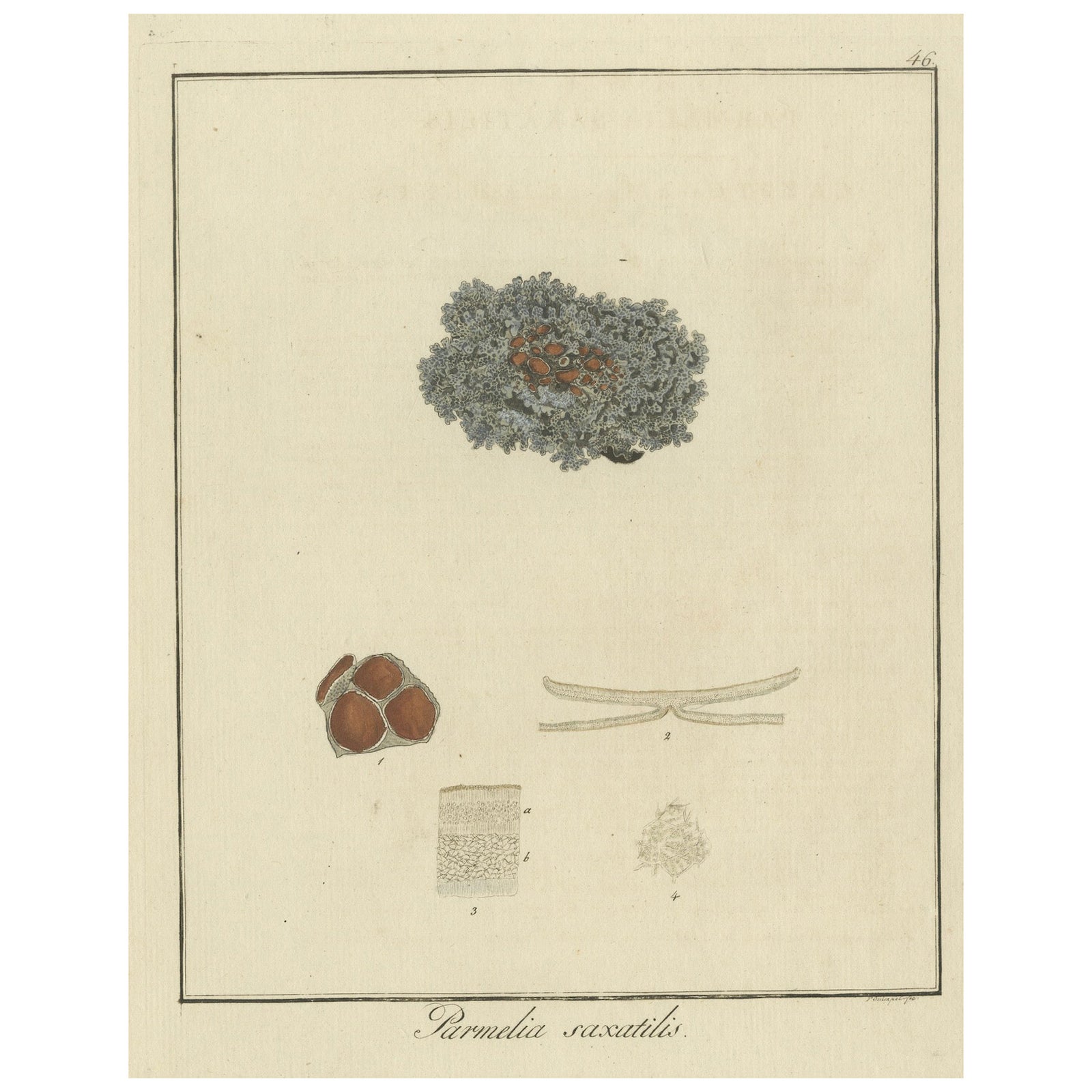 Hand-Colored Engraving of Shield Lichen, Parmelia saxatilis, by F. Guimpel, 1819