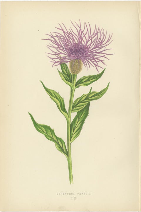 Antique Botanical Wall Art Pair, Purple Knapweed & Bitterroot, London 1874, view 2