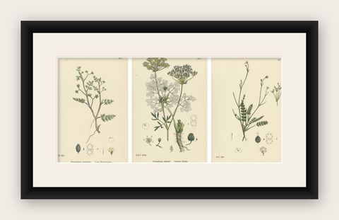 Hand-Colored Botanical Engravings of Water-Parsnip and Parsley Varieties, 1902, shown framed