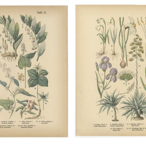 Antique German Botanical Atlas Plates, Tafel 17 to 18, Lilies & Irises, 1885, close-up 1