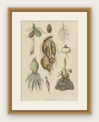 Decorative Antique Print of Various Roots for a Gardener or Farmer, 1854, shown framed