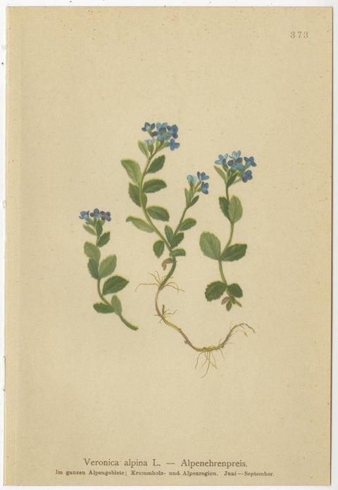 Antique Alpine Speedwell and Wulfenia Small Botanical Prints, Set of 8, 1897, view 5