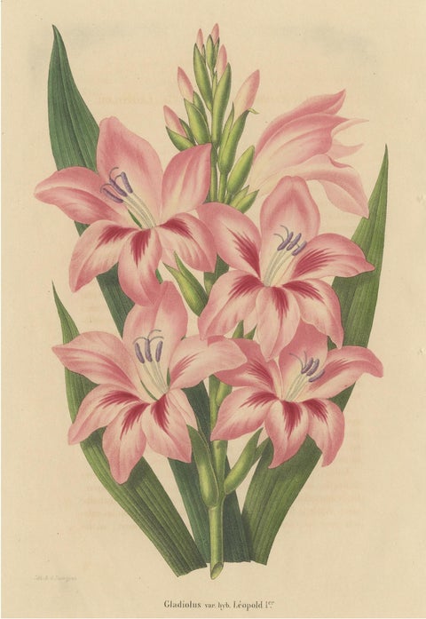 Antique Botany Print of a Pink Gladiolus Species '1848', view 3