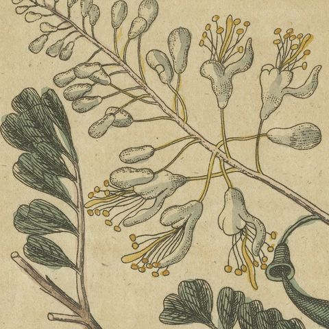 Mahogany Tree and Logwood, Antique Bertuch Print, circa 1805, close-up 1