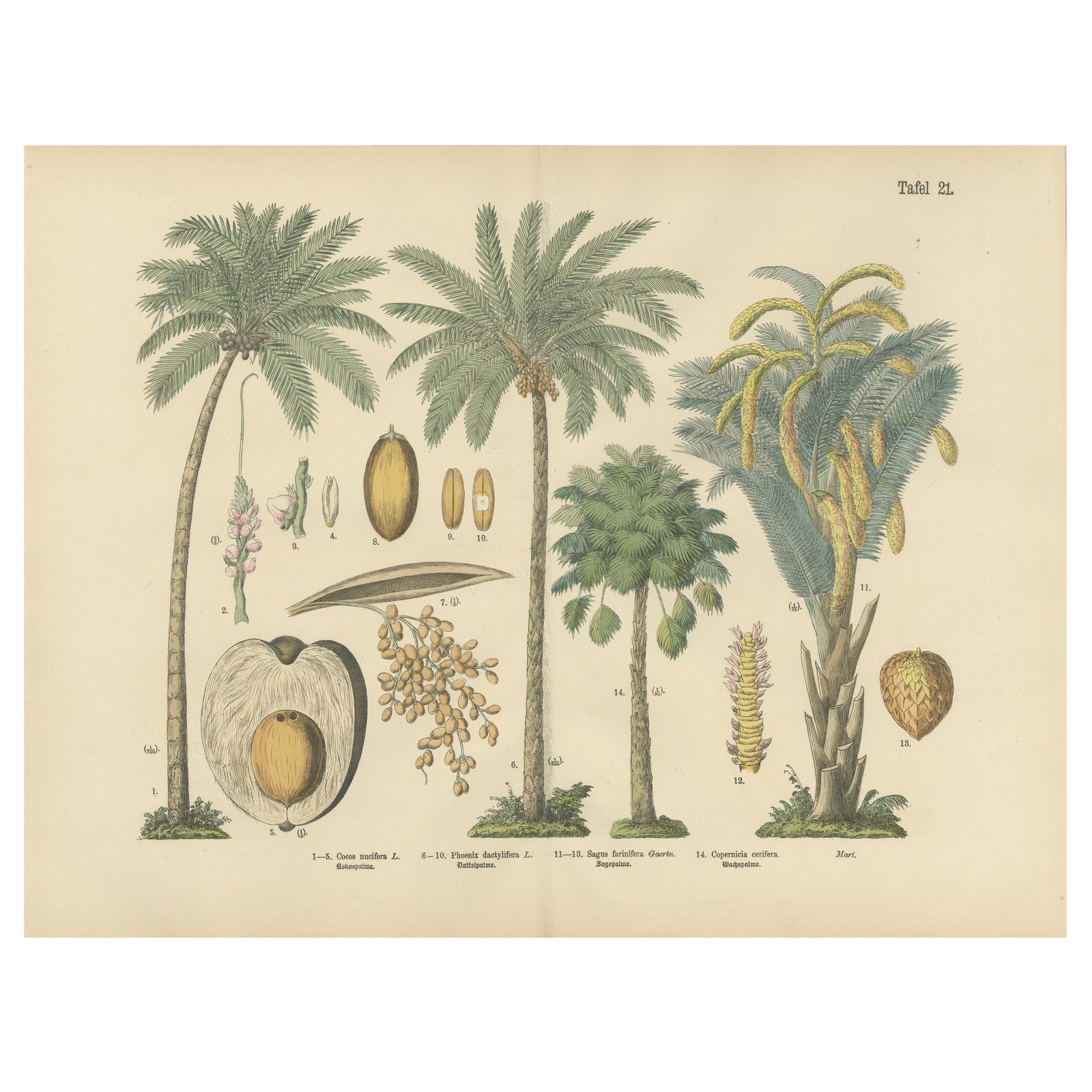 Antique Palm Tree Botanical Print, Exotic Tropical Plate, German Atlas 1885