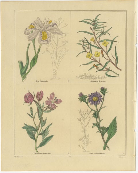 Benjamin Maund Botanical Flower Prints from London c.1836, Pair, view 3