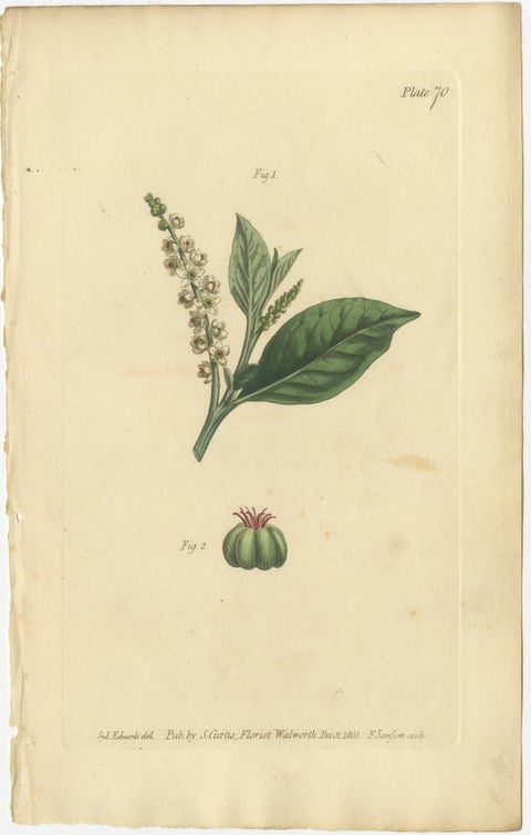 Antique Botanical Engraving of Pokeweed (Phytolacca), 1803 Floral Print, view 2