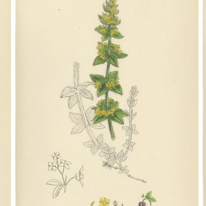 Antique Botanical Prints, Decorative Set of 10 Bedstraw Plant Engravings, 1902, close-up 1