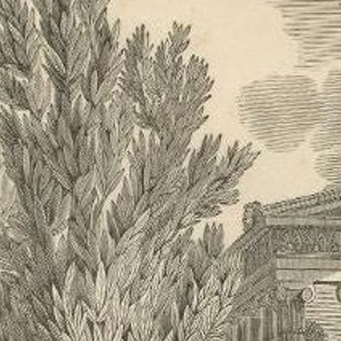 Antique Print of Laurus Nobilis or Laurel, an Aromatic Evergreen Tree, close-up 1