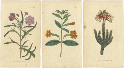 Old Purple Jacob's Ladder, Golden Monkeyflower and Red Kangaroo Paw Prints, 1797, view 5