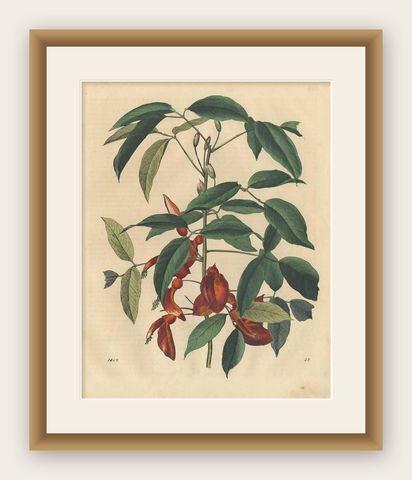 Antique Botany Print of an Erythrina Plant by C. Hoffmann, 1847, shown framed