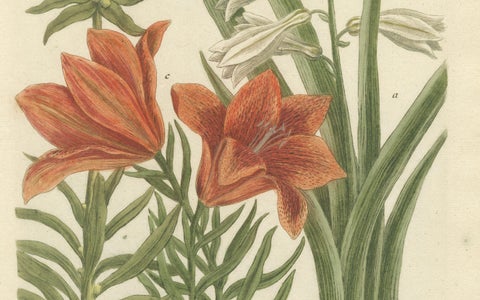Botanical Elegance: Antique Engravings from Johann Weinmann's Masterpiece, 1748, close-up 2