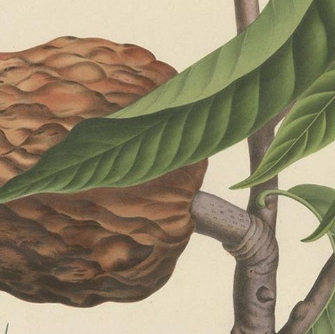 Annona Reticulata, Custard Apple Botanical Lithograph c.1864, close-up 2