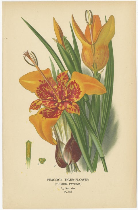 Victorian Garden Gems: Exotic Flowers from 1896-97 Illustrated Series, view 5