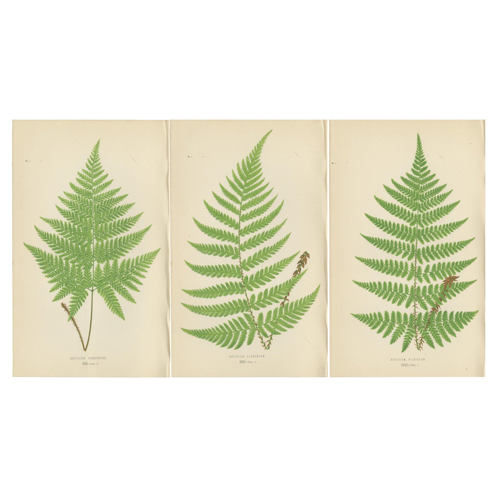 Set of 3 Antique Fern Prints, Aspidium Pubescens, Elongatum, Dilatatum (c.1868)