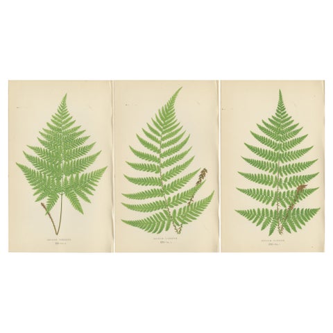 Set of 3 Antique Fern Prints, Aspidium Pubescens, Elongatum, Dilatatum (c.1868)