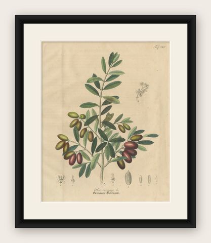 Antique Olive Botanical Print, Hand Colored Copper Engraving, c.1831, shown framed