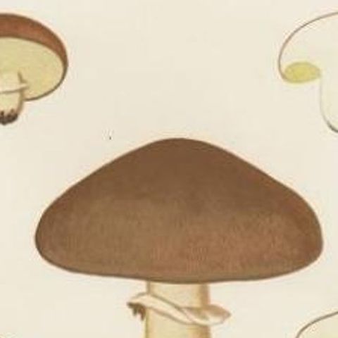Antique Mycology Print of the Suillus Luteus, C.1860, close-up 1