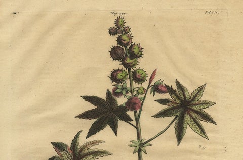 Botanical Illustration of the Castor Oil Plant (Ricinus communis), 1696, close-up 4
