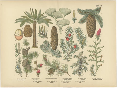 Antique German Botanical Atlas Plates, Tafel 13 to 14, Ferns & Conifers, 1885, view 3