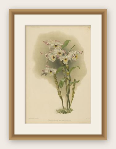 Large Antique Botanical Print, Orchid Dendrobium Melanodiscus, c.1888, shown framed