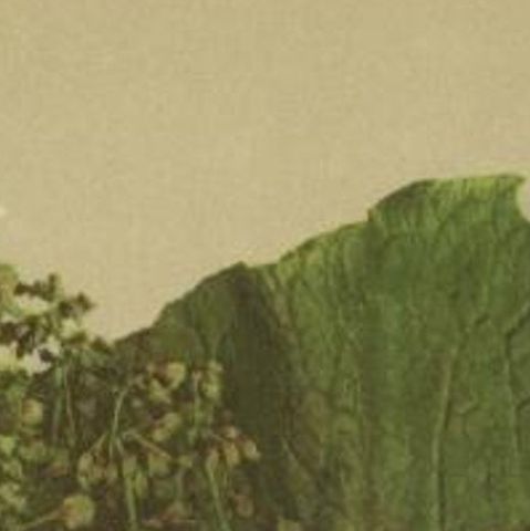 Antique Botany Print of Munk's Rhubarb by Palla, 1897, close-up 1