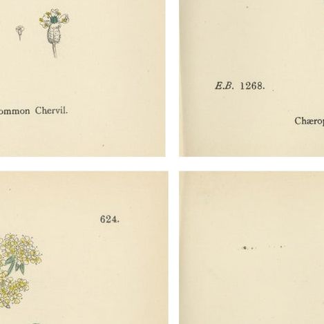 Elegant British Chervil Quartet, Hand-Colored Botanical Prints, England 1902, close-up 2