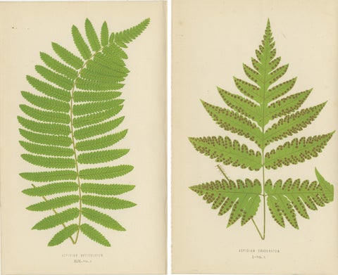 Antique Set of Botanical Fern Prints– Aspidium Articulatum & Aspidium Coadunatum, view 4