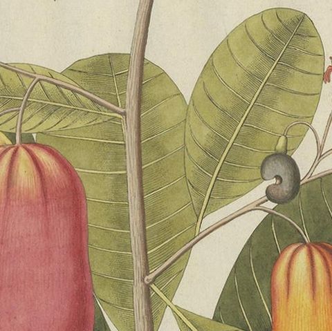 Antique Botany Print of a Cashew Tree by Plenck, 'circa 1790', close-up 1