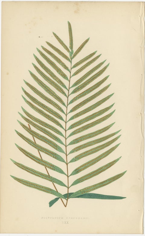 Antique Victorian Fern Botanical Prints Set, Polypodium Studies Wall Art 1856, view 5