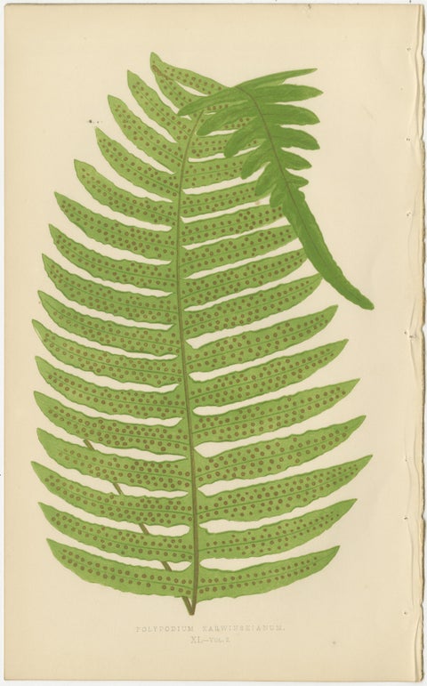 Collection of 10 Original Antique Tropical Fern Lithographs by E.J. Lowe, 1856, view 3