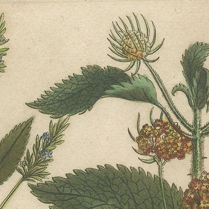 Copper Engraving of Spike Speedwell and Various Other Plants, 1745, close-up 1