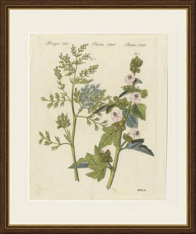 Marshmallow and Wormwood Medicinal Herbs, Antique Bertuch Print, circa 1812, shown framed