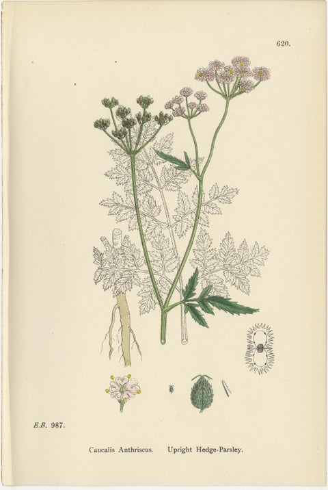 British Hedge-Parsley Botanical Pair, Hand-Colored Engravings, England 1902, view 6