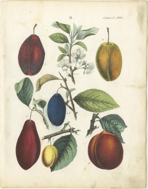 Antique Fruit Chromolithographs, Apples & Plums, Set of Six, Calwer 1854, view 7