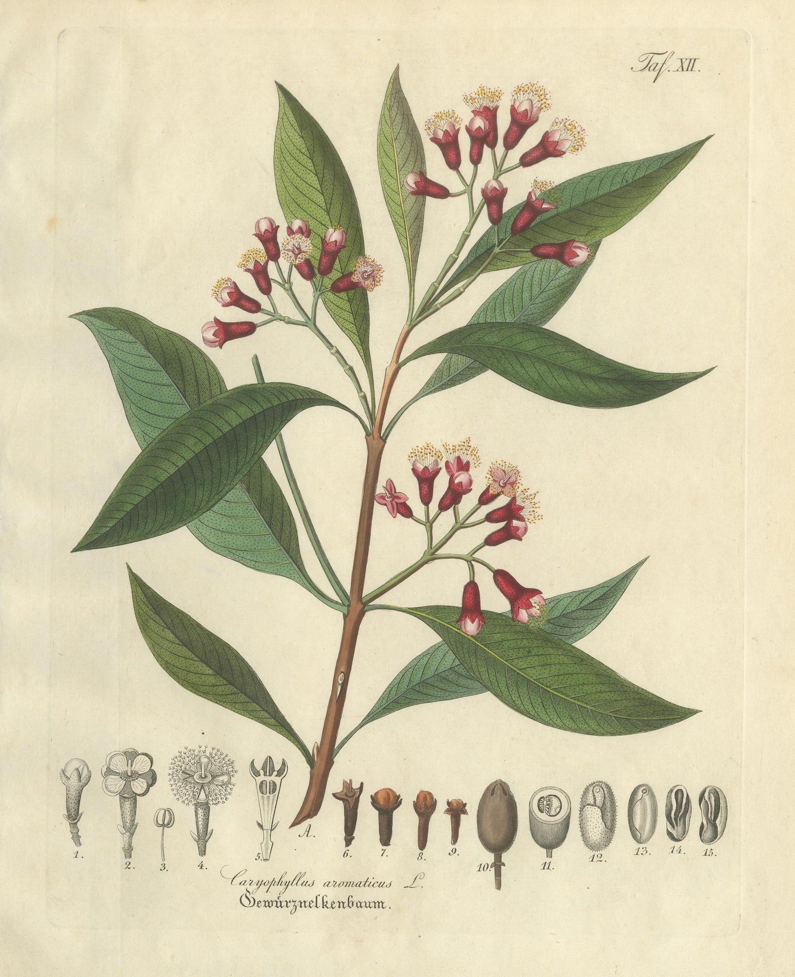 Antique Clove Botanical Print, Caryophyllus Aromaticus, Hand Colored, c.1831