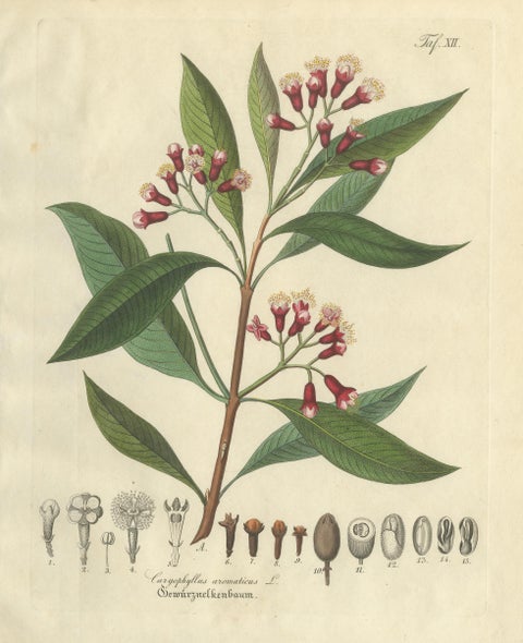 Antique Clove Botanical Print, Caryophyllus Aromaticus, Hand Colored, c.1831