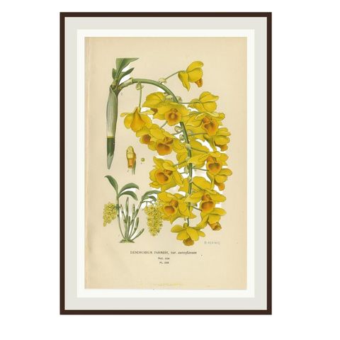 Set of 3 antique orchid lithographs, Dendrobium & Cattleya species, 1897, close-up 1
