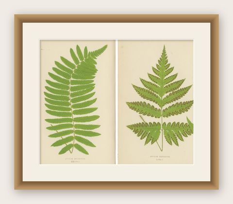 Antique Set of Botanical Fern Prints– Aspidium Articulatum & Aspidium Coadunatum, shown framed