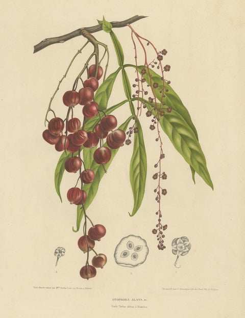 Otophora Alata Antique Lithograph Print, Circa 1875, Botanical Art, view 2