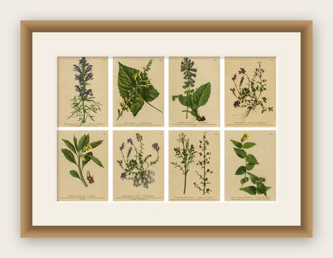 Set of 8 Antique Alpine Botanical Chromolithographs, Atlas der Alpenflora 1897, shown framed