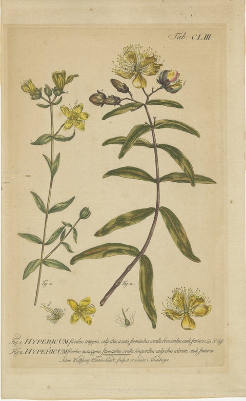 Exquisite 1755 St. John's Wort Botanical Engraving by Philip Miller, view 2