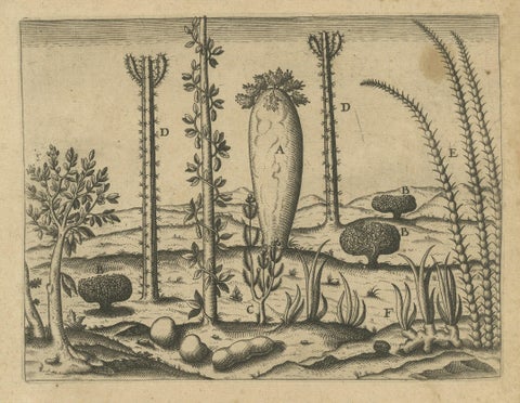 Botanical Illustration of Saint Lawrence's (Madagascar) Seeds and Plants, 1601, close-up 1