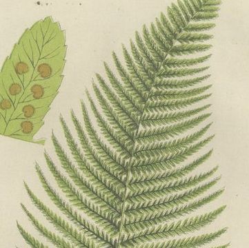 Corn Horsetail, Rough Horsetail and Marsh Horsetail, Botanical Triptych, 1873, close-up 1
