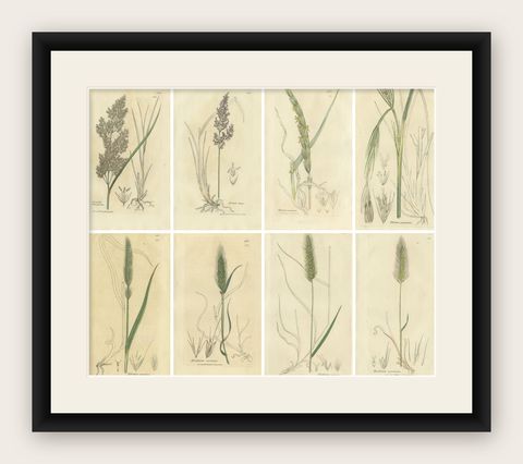 Set of 8 Antique Botanical Engravings of Bromus Brome Grasses, c.1830, shown framed