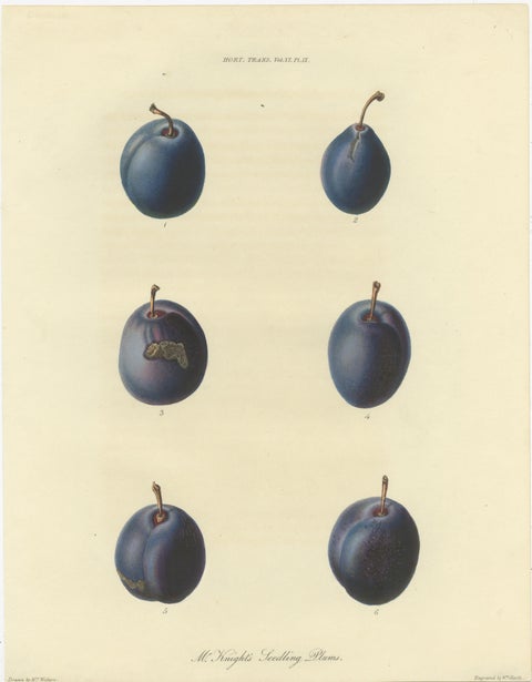 Antique Fruit Print of Mr. Knight's Seedling Plums, view 2