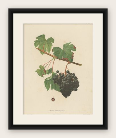 Rare Original Antique Lithograph of the Petit Bouschet Grape Variety, 1890, shown framed