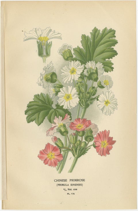 1897 Antique Botanical Prints, Polyanthus, Auricula and Primroses, view 5