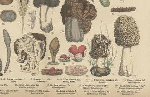 Morels & Truffles, Antique Botanical Lithograph, European Fungi 1885, close-up 2