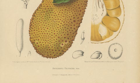 Original Antique Jackfruit Botanical Chromolithograph by Hoola van Nooten, 1880, close-up 4